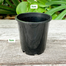 Load image into Gallery viewer, Black Propagation Pot 7cm
