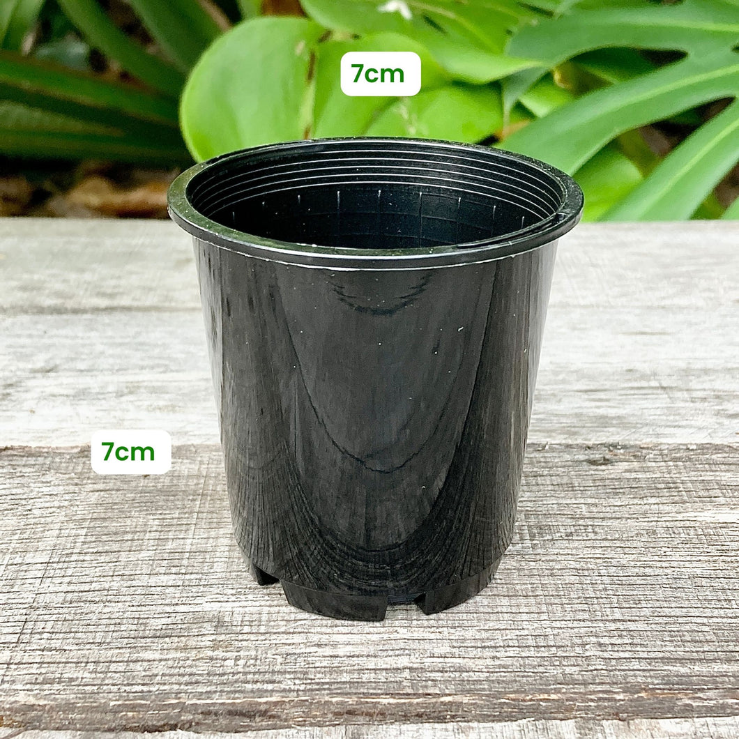 Black Round Propagation Pot 7cm