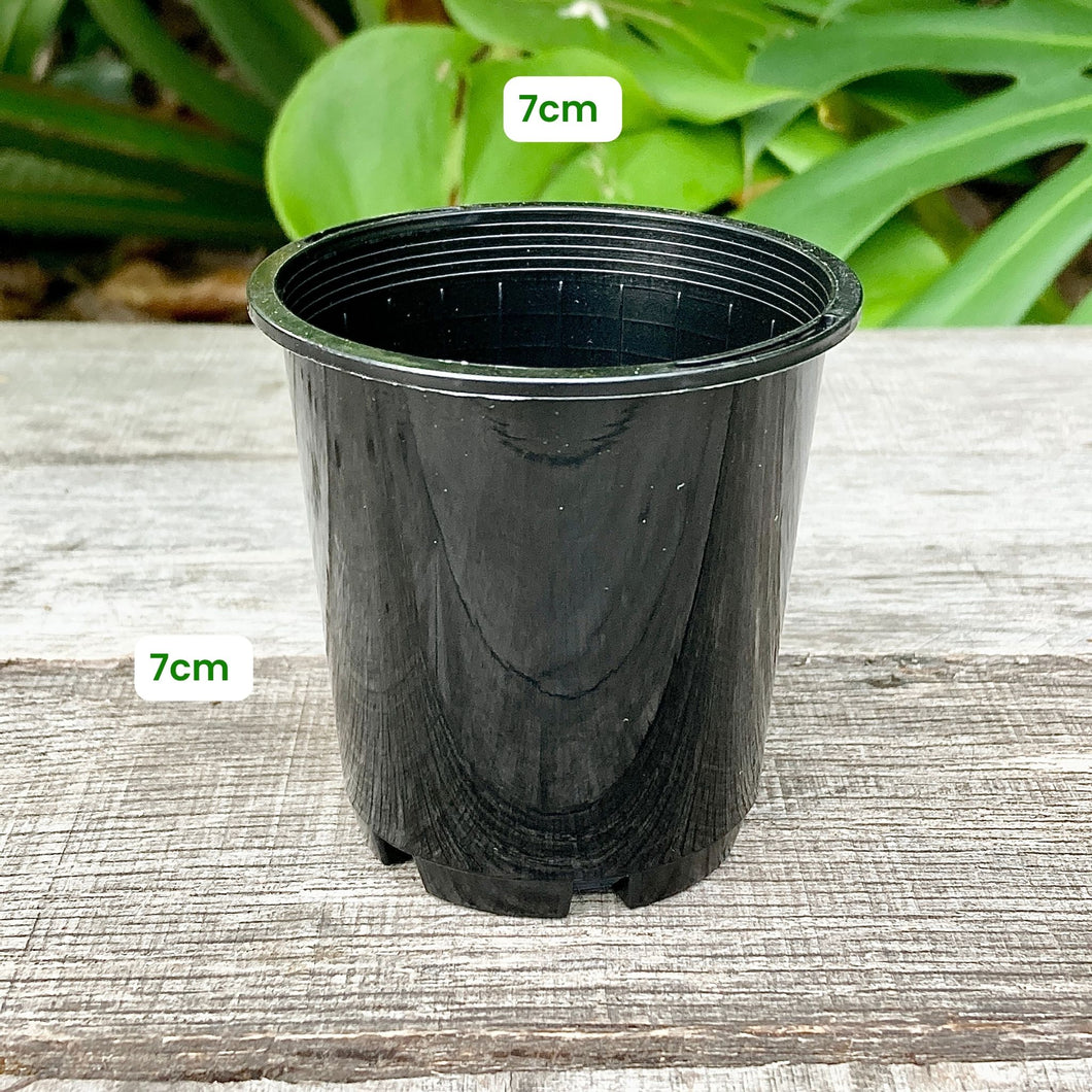 Black Propagation Pot 7cm