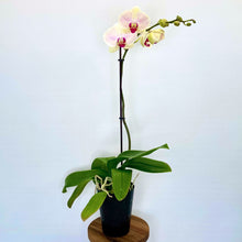 Load image into Gallery viewer, Potted orchid with pink and white flowers on a light blue background
