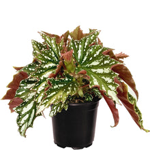 Load image into Gallery viewer, Begonia Bohemian Forest - 12cm
