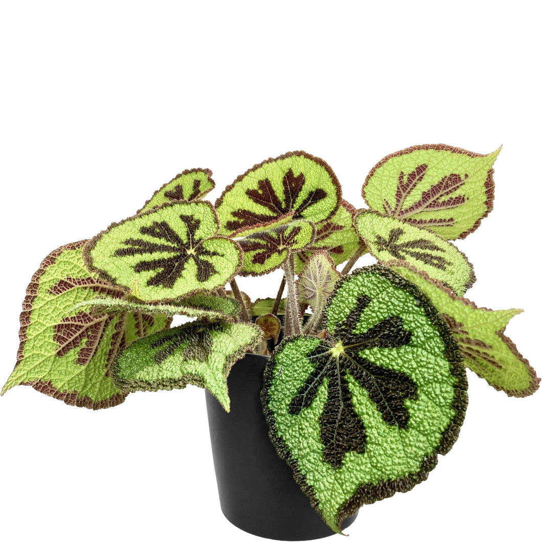Begonia Masoniana Mountain - 14cm