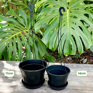 Hanging Pot Green/Black 17cm (1.5L)