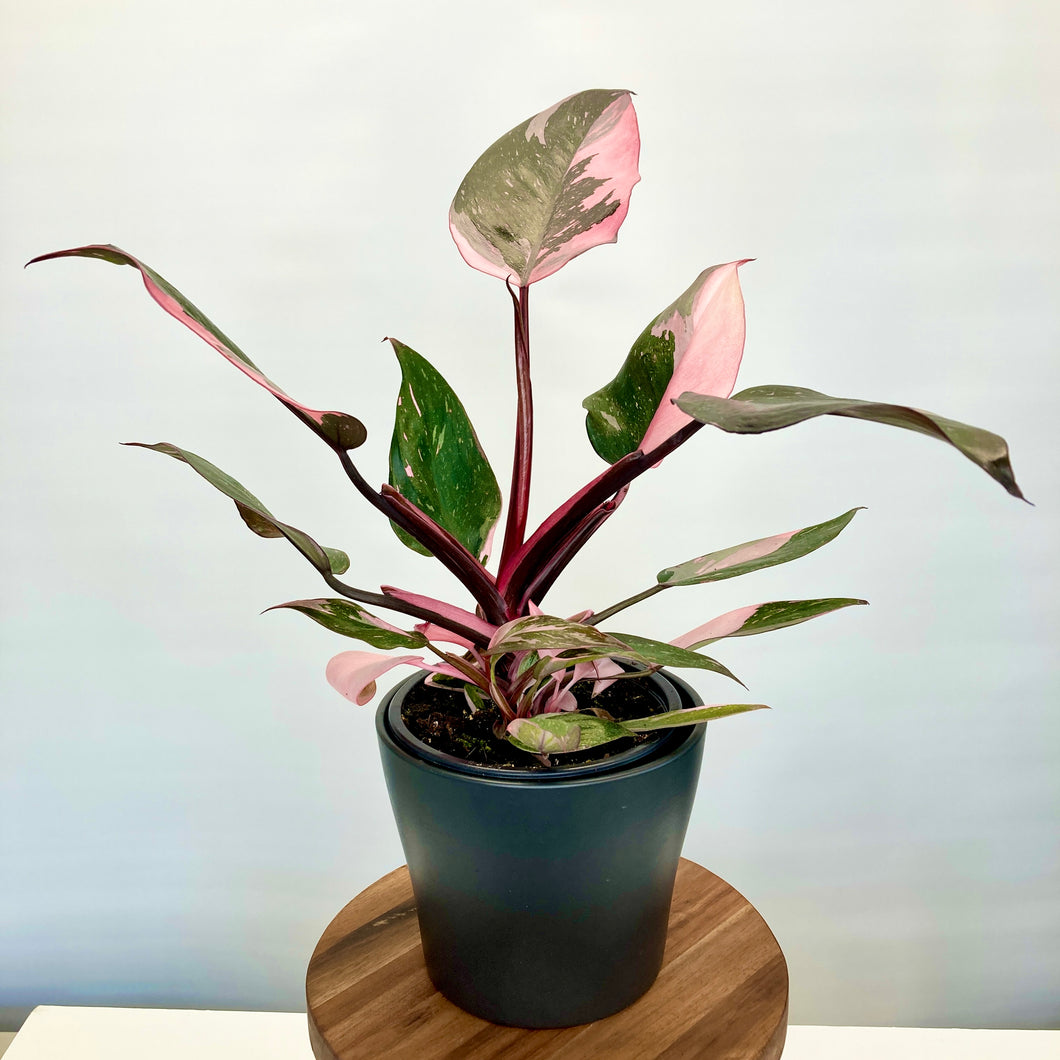 Philodendron Pink Princess - 12cm