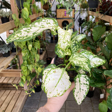 Load image into Gallery viewer, Aglaonema Variegata Pearls - Clearance
