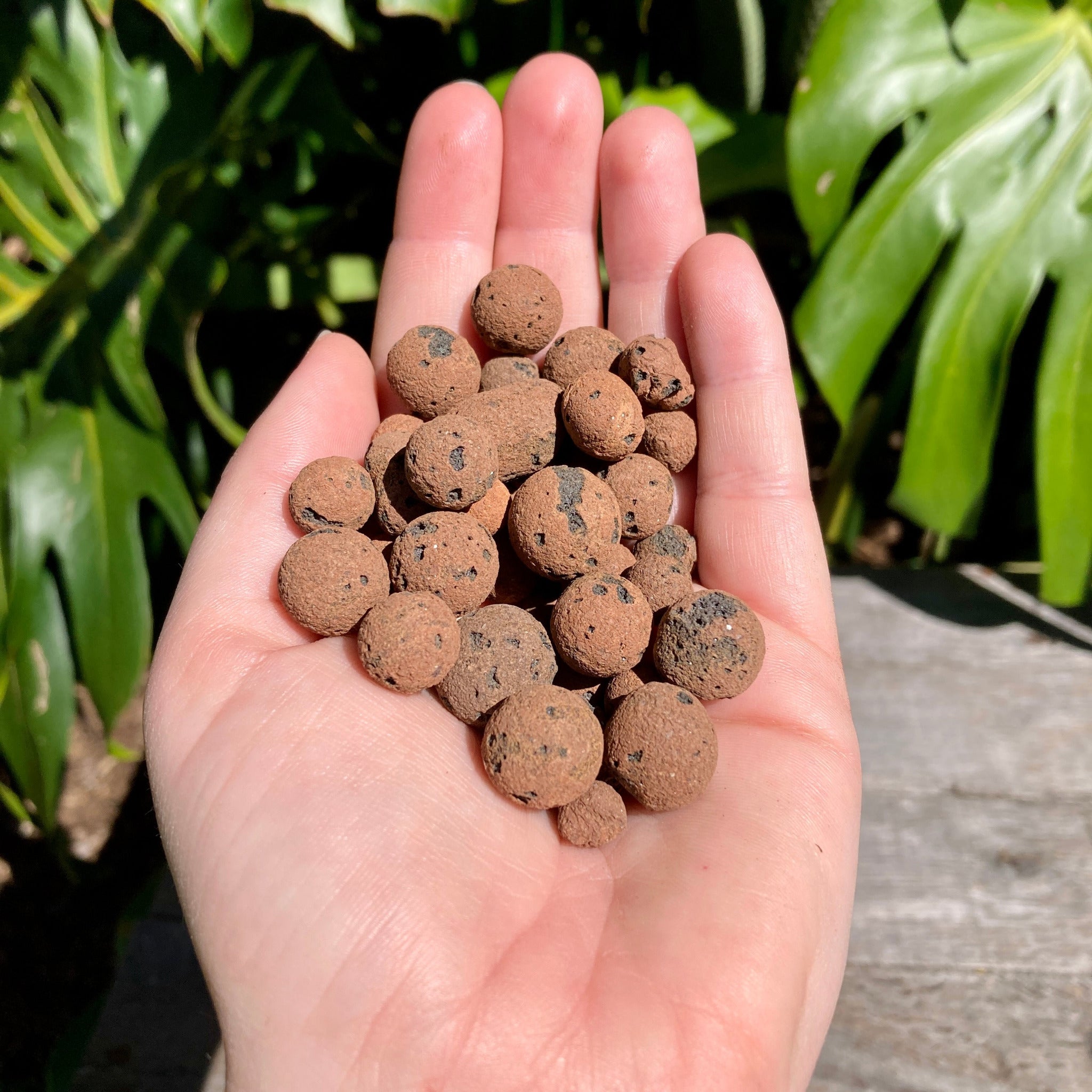 Buy Hydro Clay Balls LECA (8-16mm) – GrowingGreen NZ