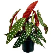 Load image into Gallery viewer, Begonia Maculata Polka Dot - 12cm
