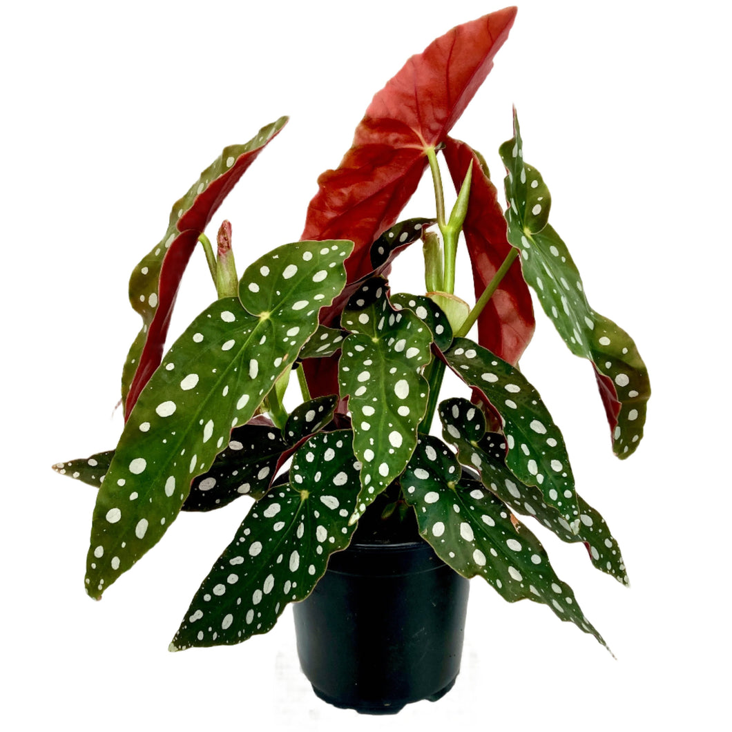Begonia Maculata Polka Dot - 12cm