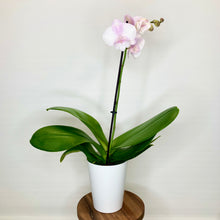 Load image into Gallery viewer, Potted orchid with green leaves and a single pink flower on a white background
