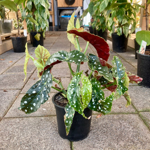 Begonia Maculata Polka Dot - Clearance