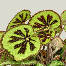 Load image into Gallery viewer, Begonia Masoniana Mountain - 14cm
