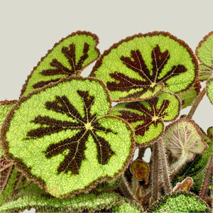 Begonia Masoniana Mountain - 14cm