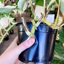 Load image into Gallery viewer, Manjula Pothos - Clearance
