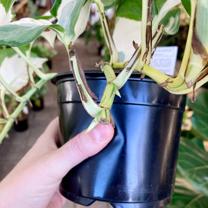 Manjula Pothos - Clearance