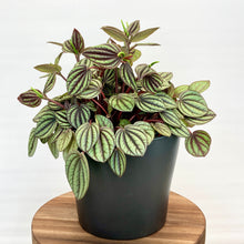 Load image into Gallery viewer, Peperomia Piccolo Banda - 12cm
