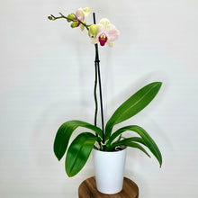 Load image into Gallery viewer, Potted orchid plant with green leaves and pink flowers on a white background

