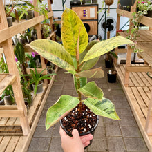 Load image into Gallery viewer, Ficus Shivereana - Clearance
