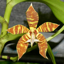 Load image into Gallery viewer, Trichoglottis Fasciata x Self Orchid
