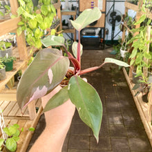 Load image into Gallery viewer, Philodendron Pink Princess (Less Variegated)
