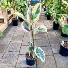 Load image into Gallery viewer, Ficus Tineke - Clearance
