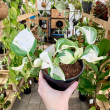 Load image into Gallery viewer, Manjula Pothos - Clearance
