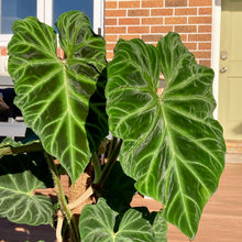 Load image into Gallery viewer, Philodendron Verrucosum - 17cm
