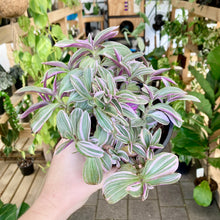 Load image into Gallery viewer, Tradescantia Sweetness - Clearance

