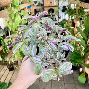 Tradescantia Sweetness - Clearance