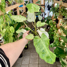 Load image into Gallery viewer, Philodendron Snowdrift - Clearance
