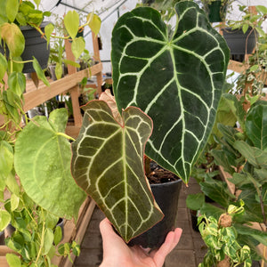Anthurium Crystallinum - Clearance