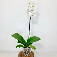 Load image into Gallery viewer, Phalaenopsis Orchid 'Standard' - 12cm
