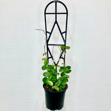 Load image into Gallery viewer, Hoya Mathilde - 12cm
