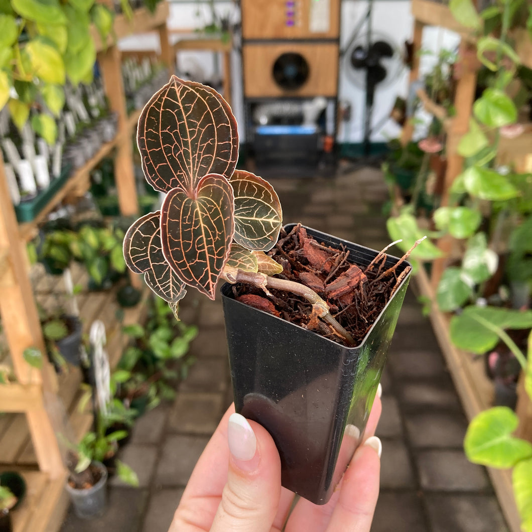 Jewel Orchid 'Anoectochilis Roxburghii Hayata’