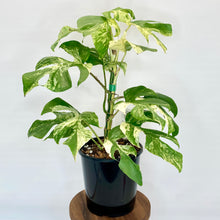 Load image into Gallery viewer, Variegated Philodendron Minima - 14cm
