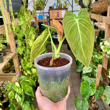 Load image into Gallery viewer, Philodendron Melanochrysum
