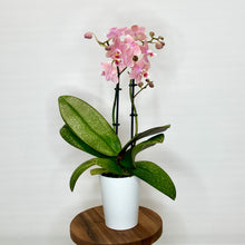 Load image into Gallery viewer, Potted orchid with pink flowers on a wooden stand against a white background
