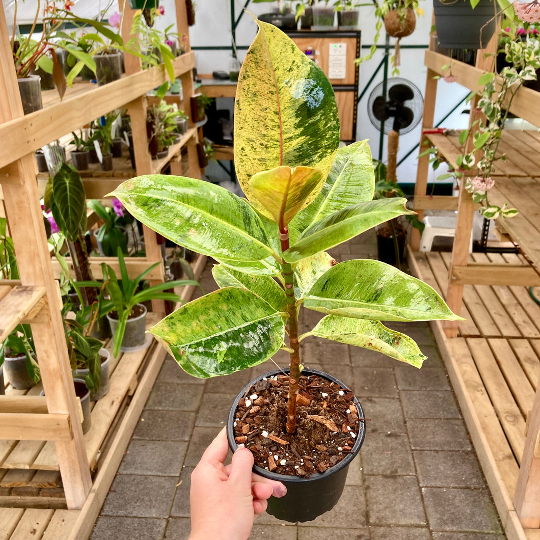 Ficus Shivereana - Clearance