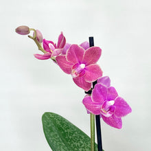 Load image into Gallery viewer, Pink orchid flowers on a white background
