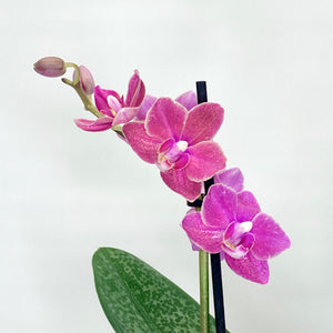 Pink orchid flowers on a white background