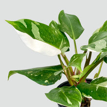 Load image into Gallery viewer, Philodendron White Knight - 14cm
