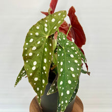 Load image into Gallery viewer, Begonia Maculata Polka Dot - 12cm
