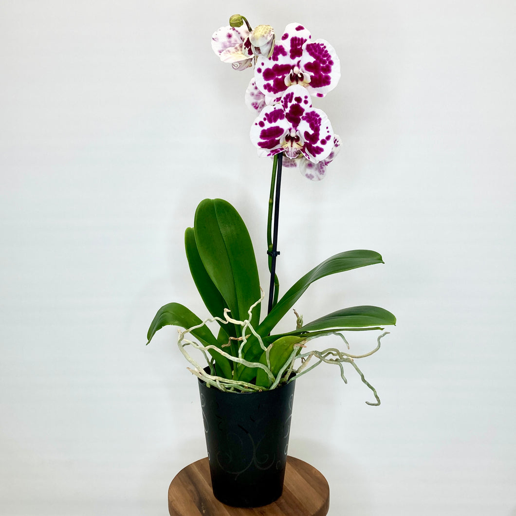 Phalaenopsis 'Midi' - 12cm