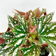 Load image into Gallery viewer, Begonia Bohemian Forest - 12cm
