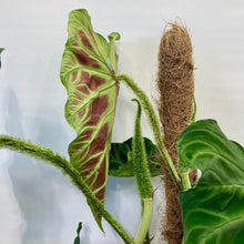 Load image into Gallery viewer, Philodendron Verrucosum - 17cm
