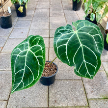 Load image into Gallery viewer, Anthurium Crystallinum - Clearance
