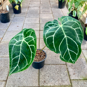Anthurium Crystallinum - Clearance