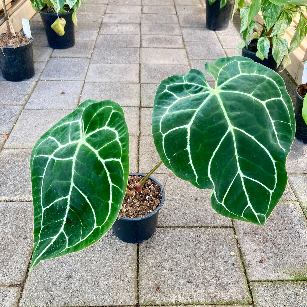 Anthurium Crystallinum - Clearance