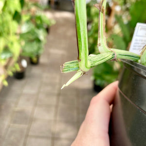 Manjula Pothos - Clearance