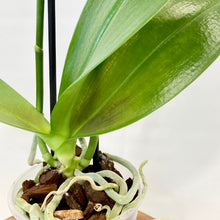 Load image into Gallery viewer, Phalaenopsis Orchid Mini - 9cm
