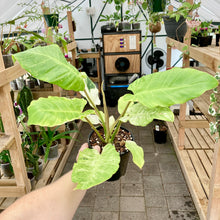 Load image into Gallery viewer, Philodendron Snowdrift - Clearance
